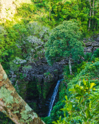 A vibrant tropical rainforest scene with a sparkling waterfall, colorful fruits hanging from trees, and lively cartoon-style tropical animals interacting playfully.