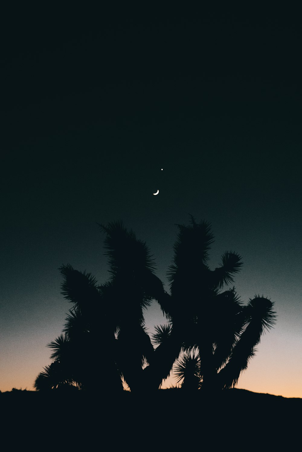 silhouette photography of trees