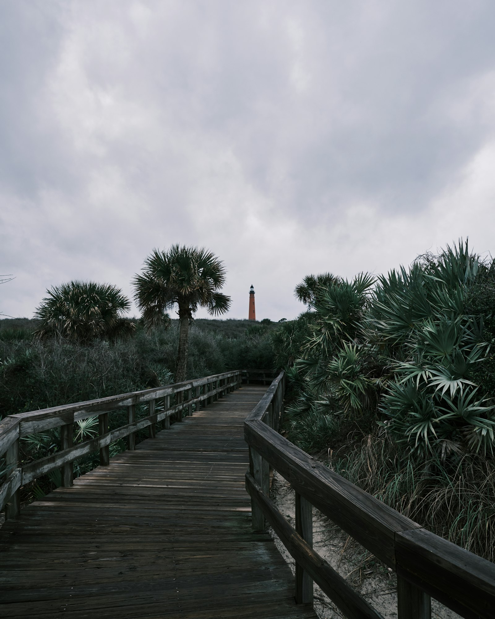 Fujifilm XF 16mm F2.8 R WR sample photo. Green-leafed palm plants photography