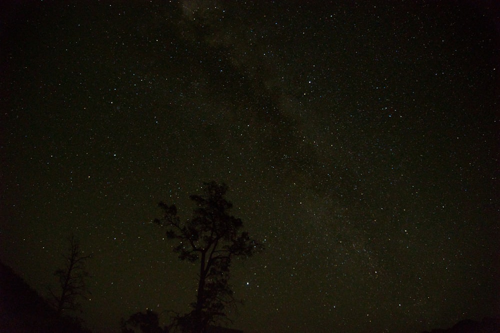 the night sky is filled with stars and trees