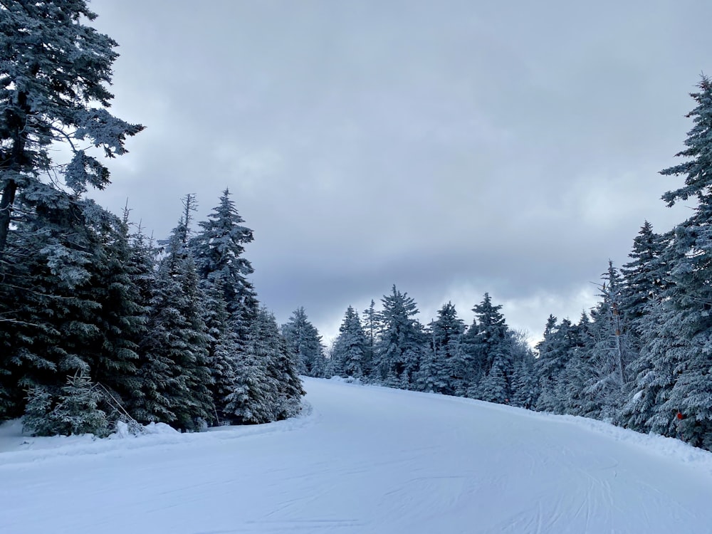 photography of snow-covered field and pine trees during daytime