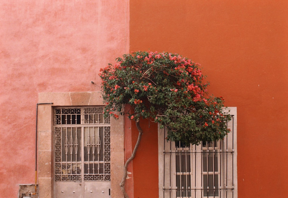 pink flowering tree