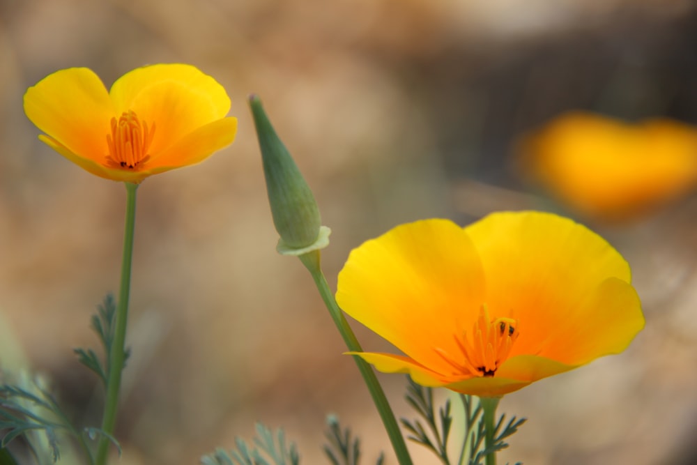 close up photography of yellow petaled flower