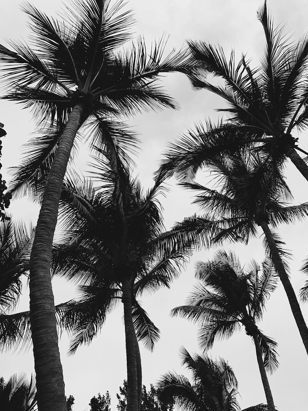 coconut trees