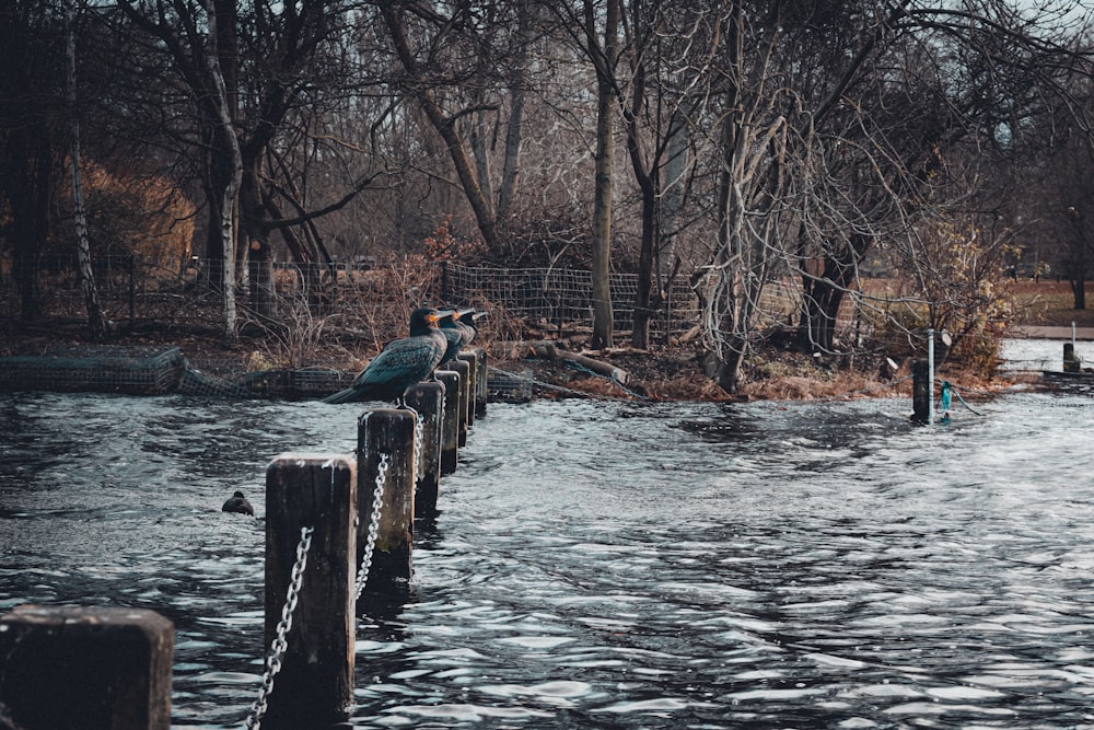 bird on fence