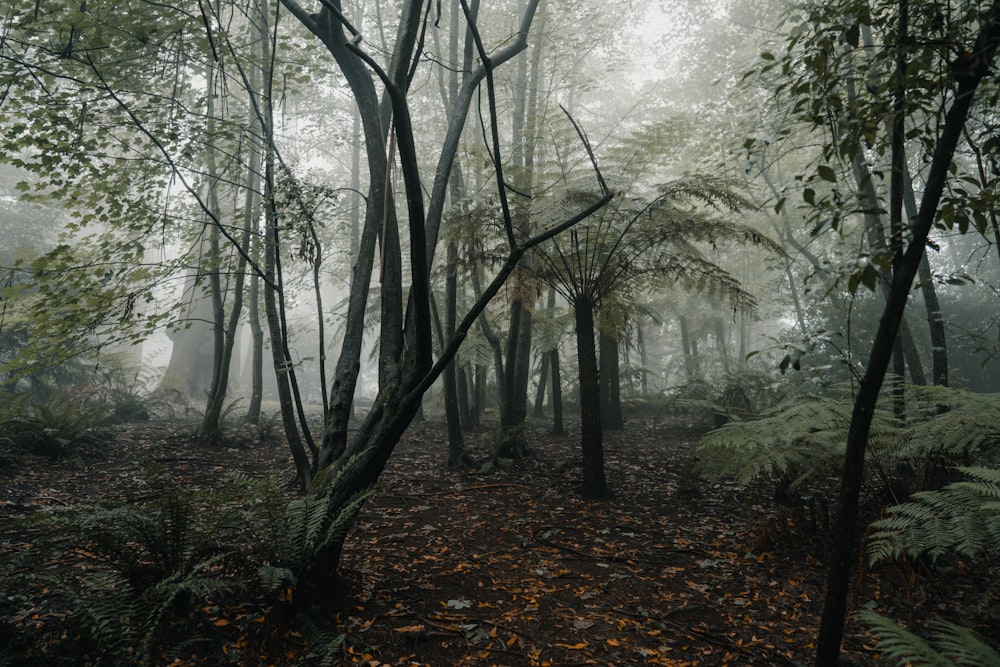 alberi coperti di nebbia