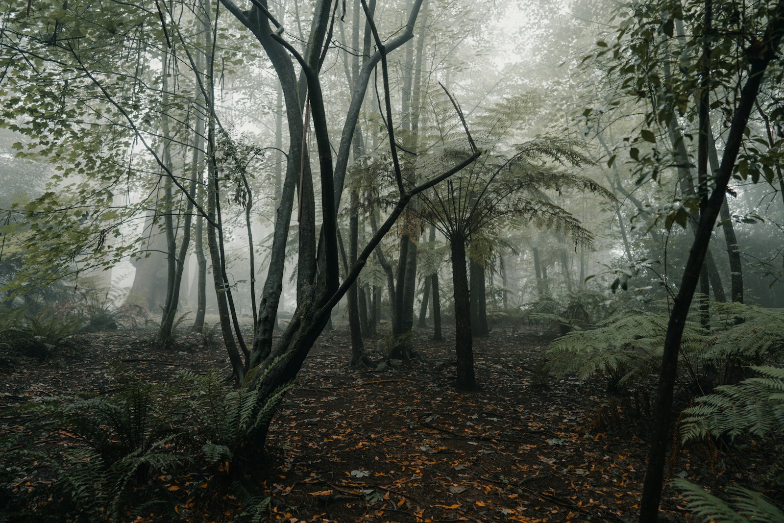 Sony a7R III + Sony FE 24mm F1.4 GM sample photo. Trees covered with fog photography