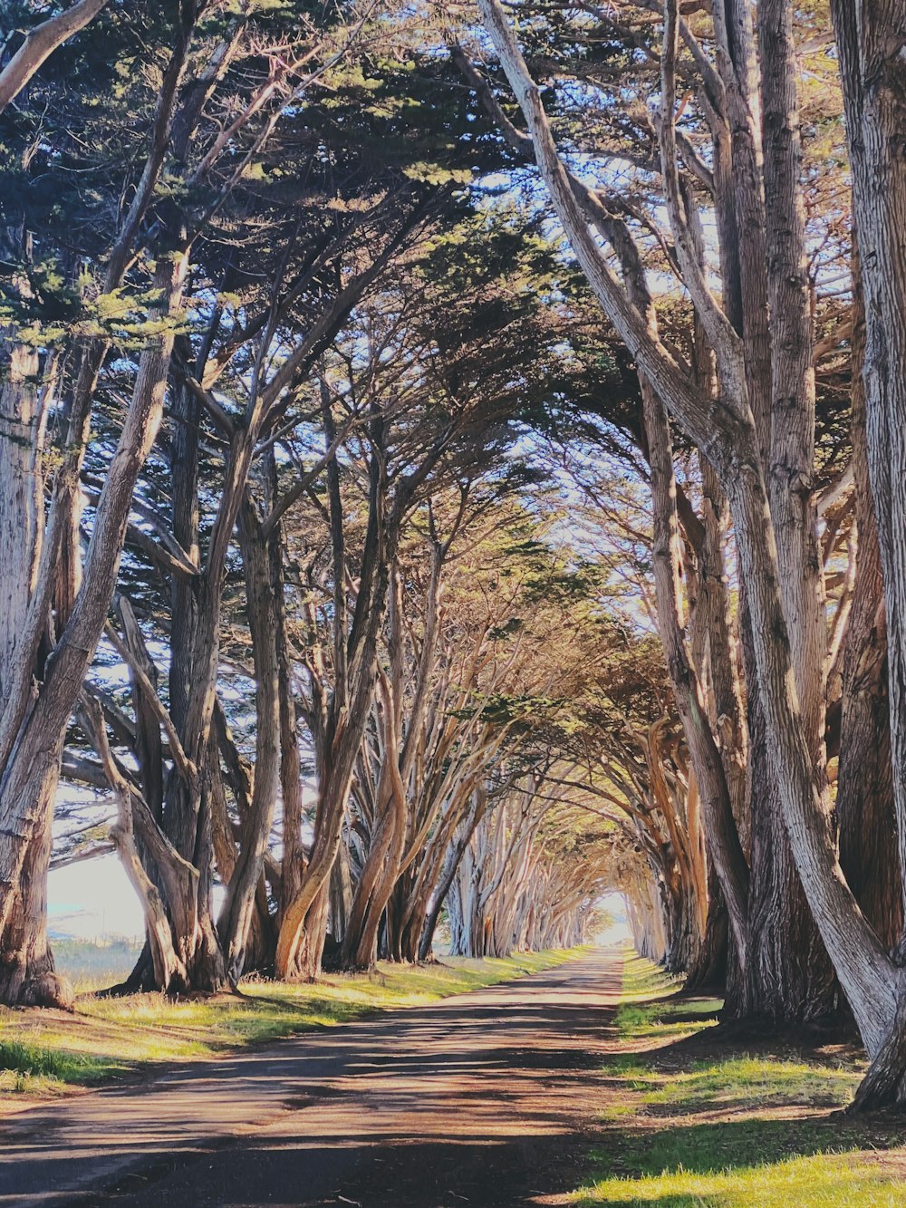 road between trees