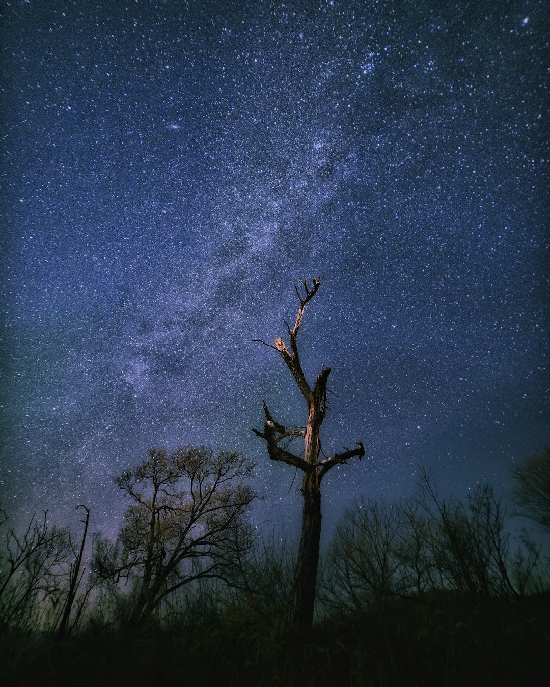 silhouette of trees trees under starry sky