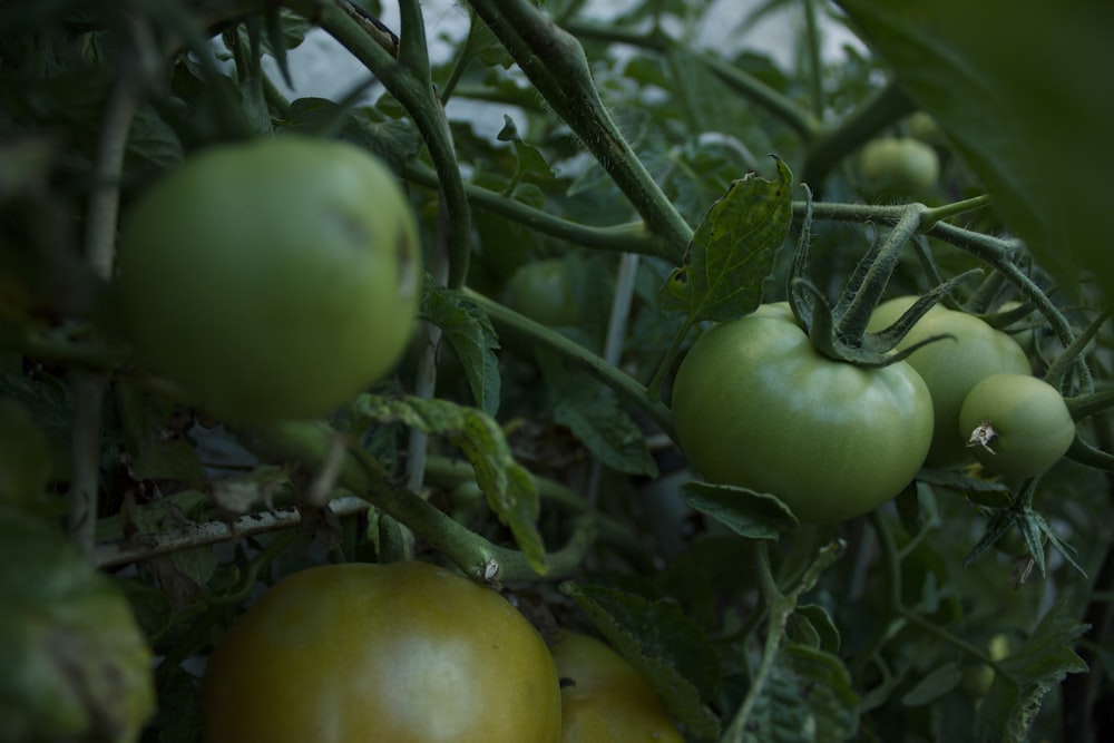 close view of tomato plant