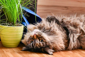 Potato lounging on a forest green blanket with a playful tilt of the head.