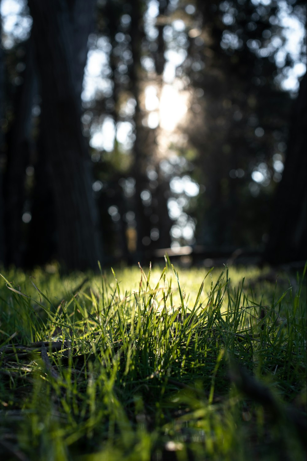 grass field