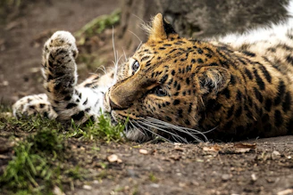 A leopard is lying on the ground, looking relaxed and attentive. Its fur is richly patterned with distinctive black rosettes and spots on a golden-brown background. The animal is resting its head on its front paw, surrounded by a natural environment with grass and earth.