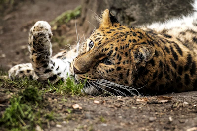 A leopard is lying on the ground, looking relaxed and attentive. Its fur is richly patterned with distinctive black rosettes and spots on a golden-brown background. The animal is resting its head on its front paw, surrounded by a natural environment with grass and earth.