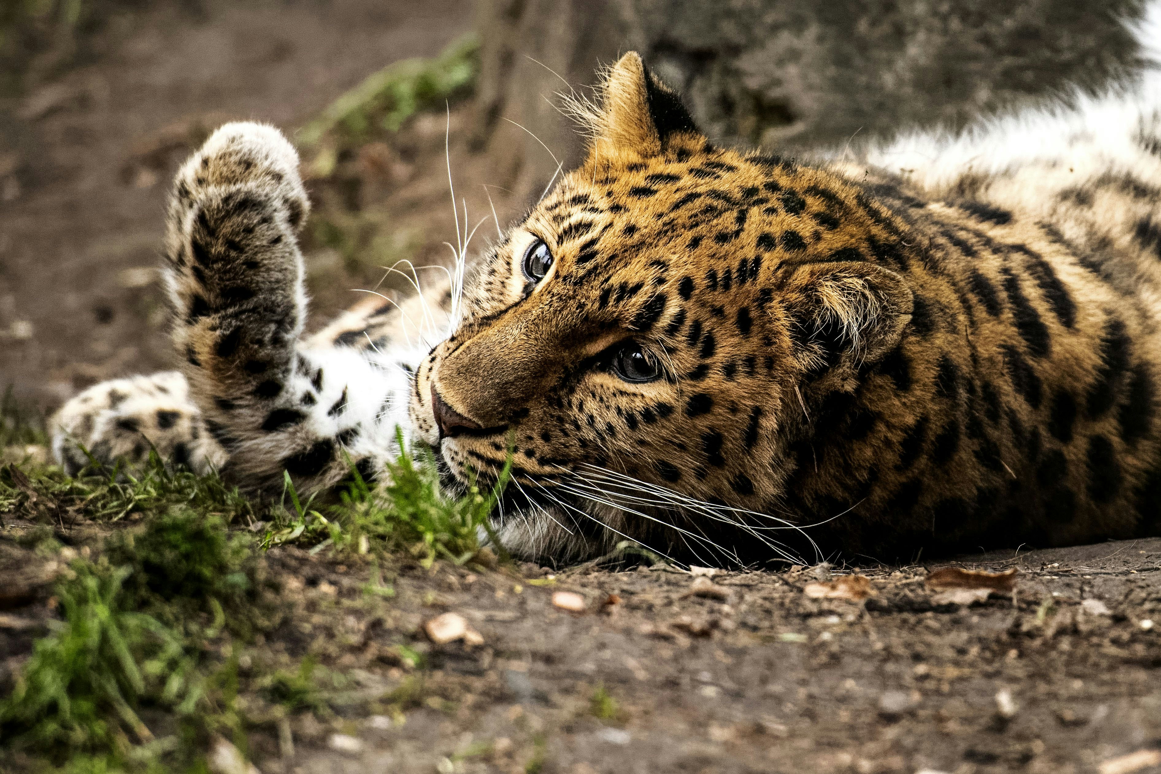 brown leopard