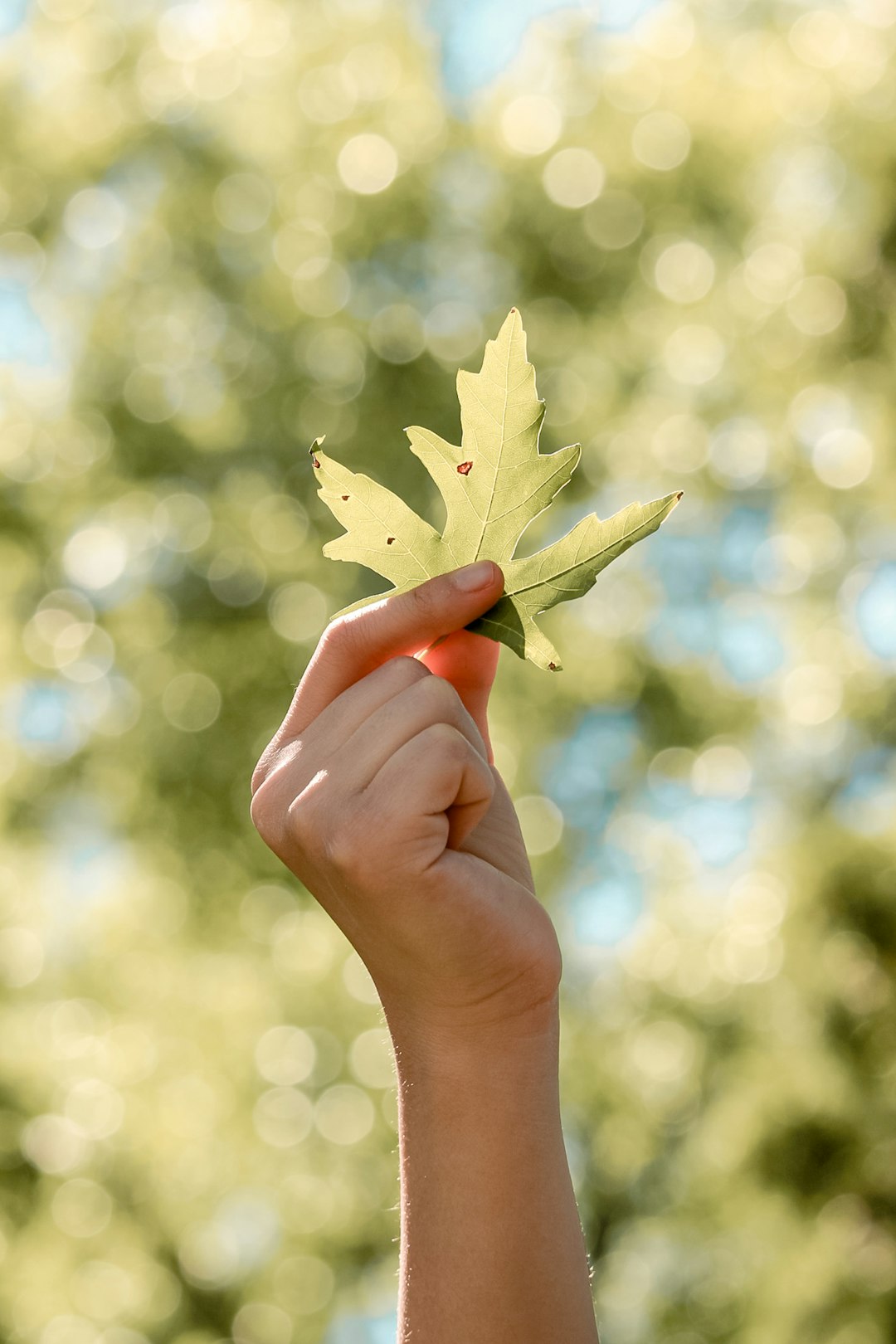 person holding palmate leaf
