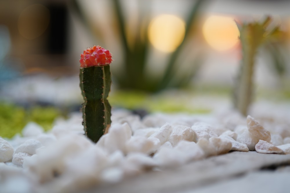 shallow focus photo of green and red plants