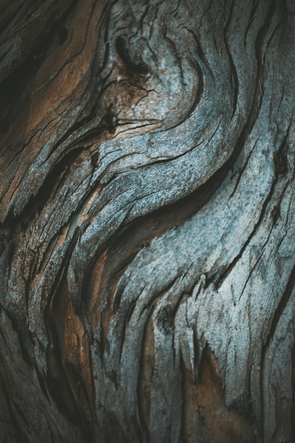 a close up view of a tree trunk