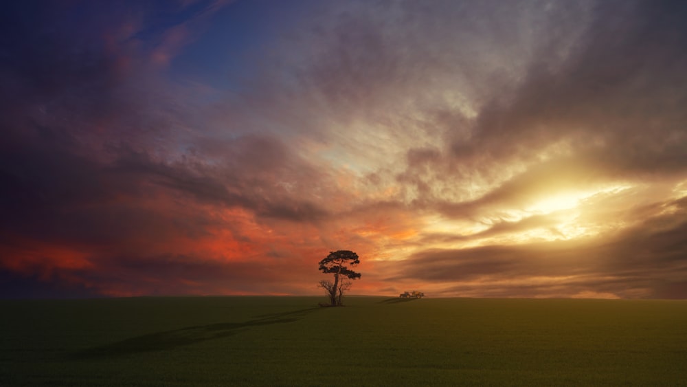 tree on green field during golden hour