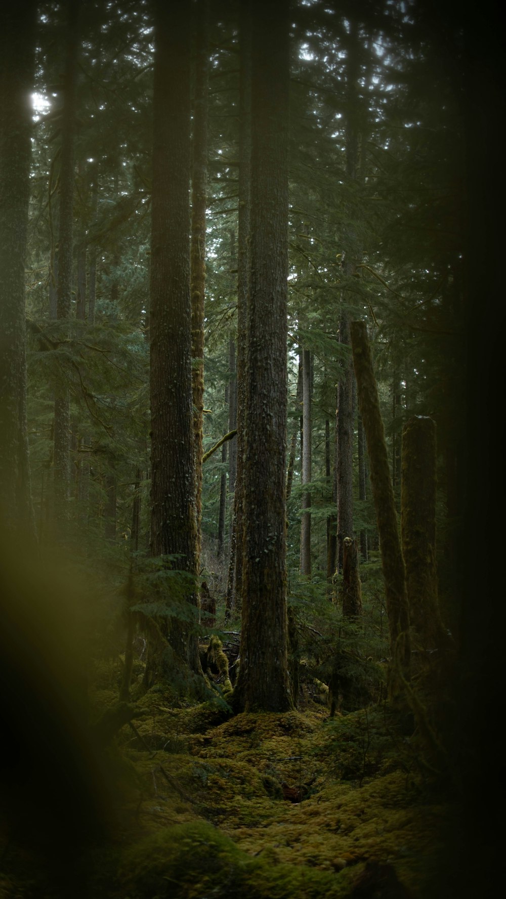 green trees during daytime