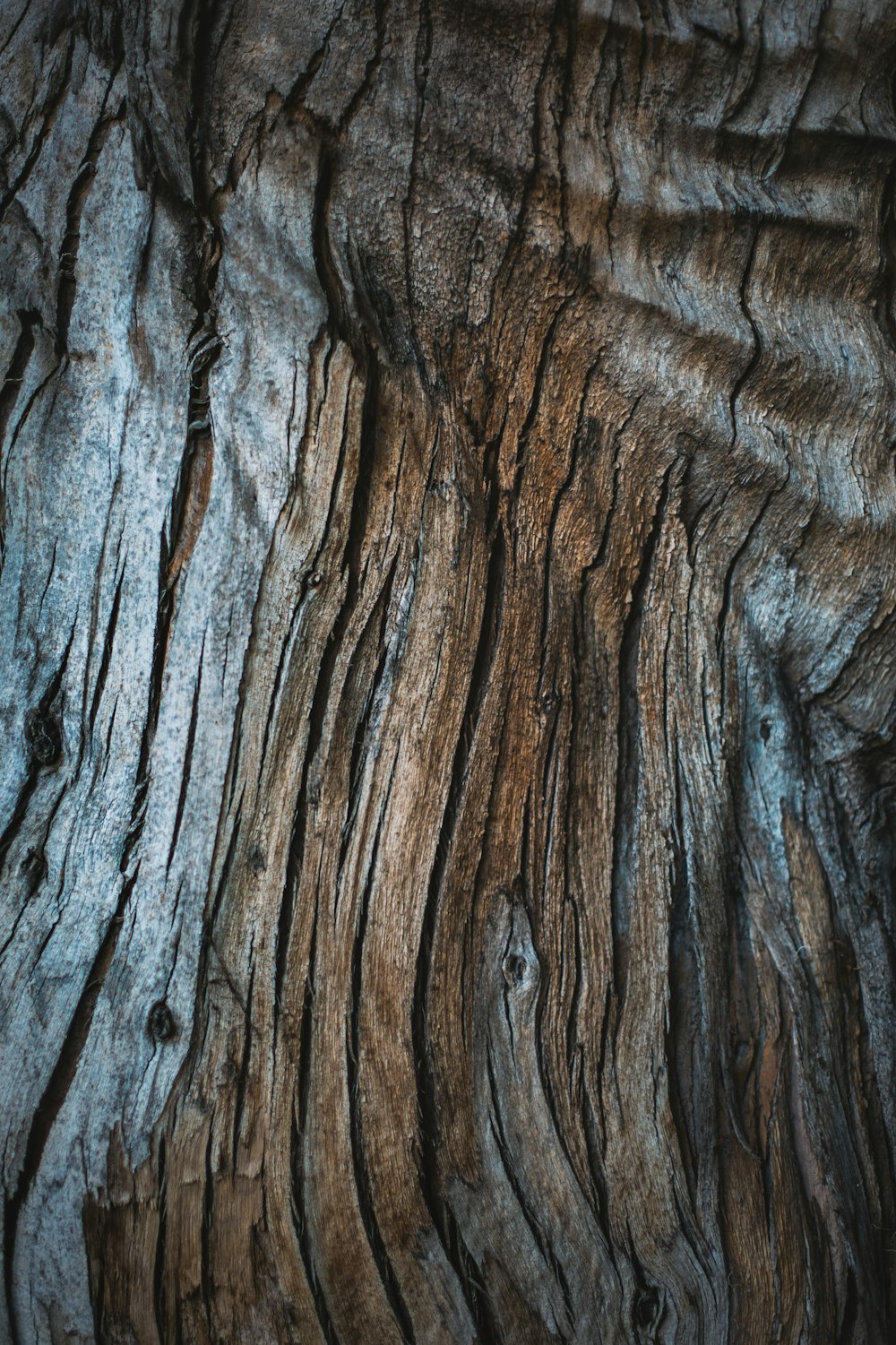 a close up view of a tree trunk