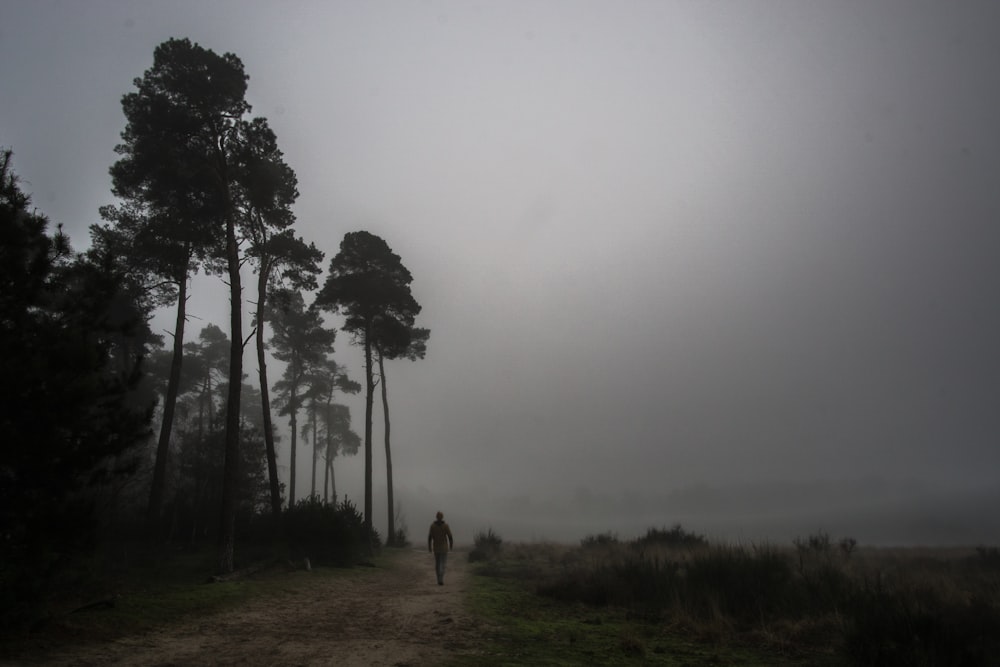 person walking beside green trees