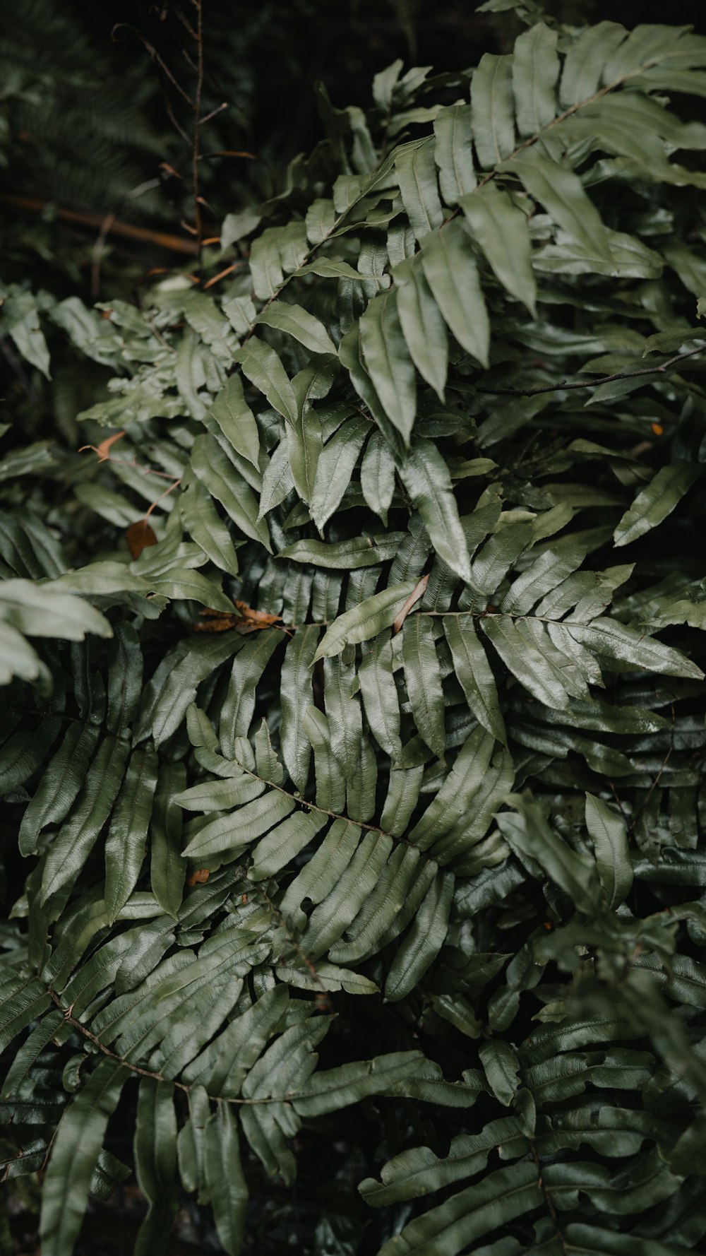 fotografia de foco seletivo de planta de folhas verdes