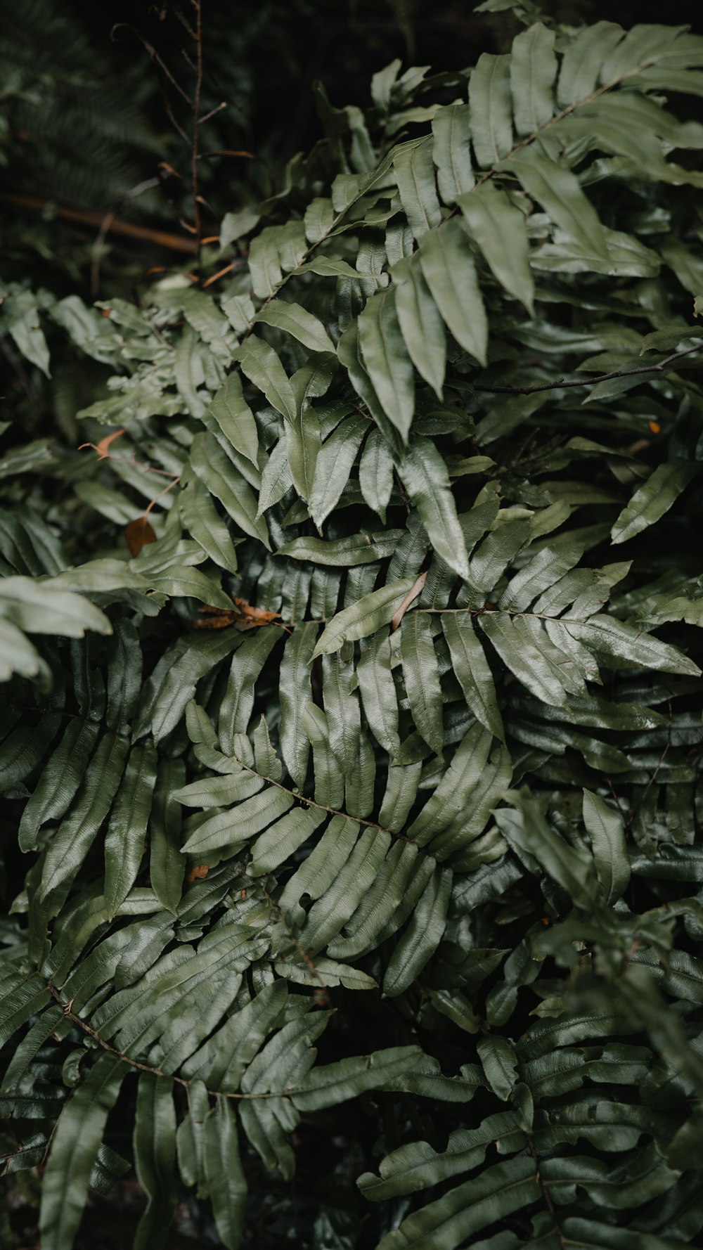 緑葉植物のセレクティブフォーカス撮影