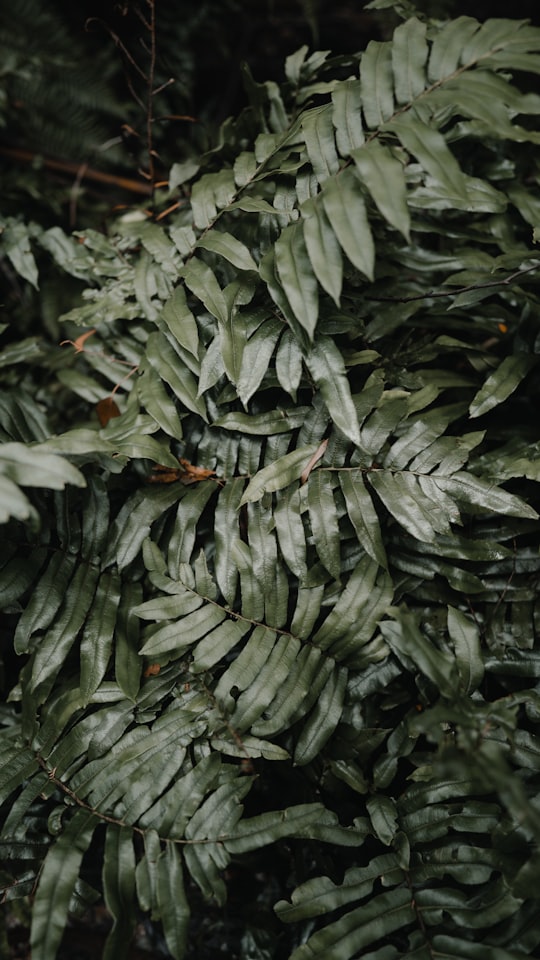 selective focus photography of green-leafed plant in Dandenong Ranges Australia