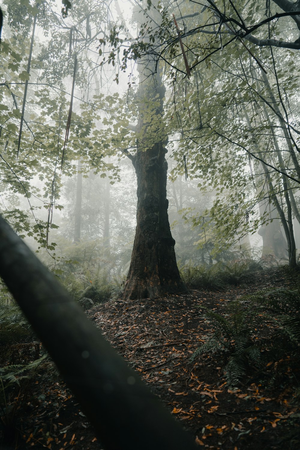 green trees