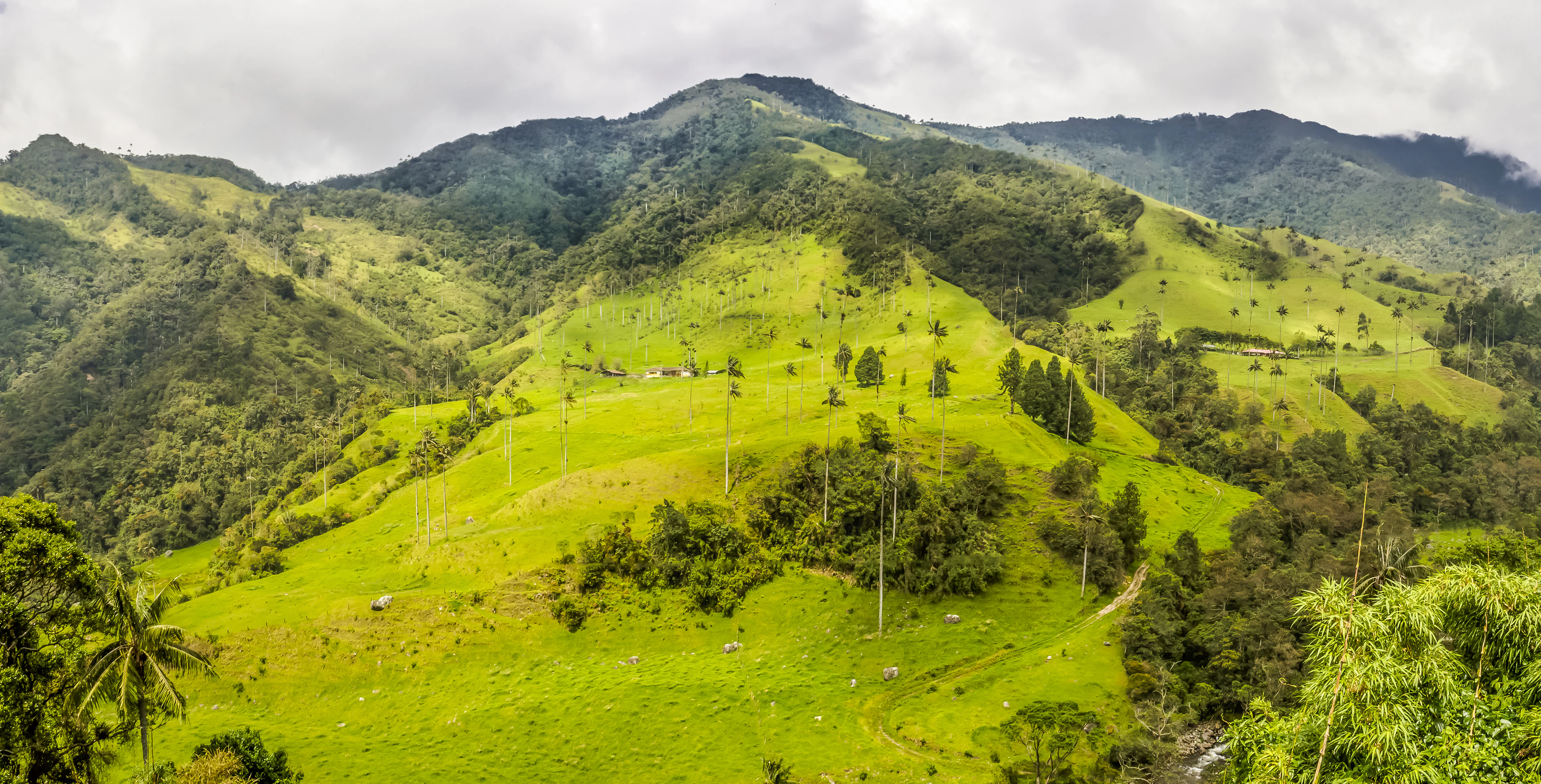 Green hills dotted with tall wax palms in the Cocora Valley, Colombia