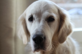 A close-up of a golden retriever puppy’s gentle eyes and soft fur in warm pastel tones