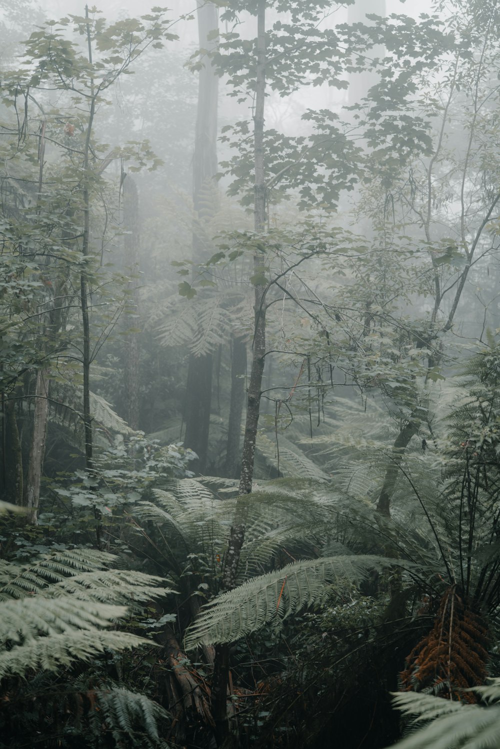 green trees and fern plants