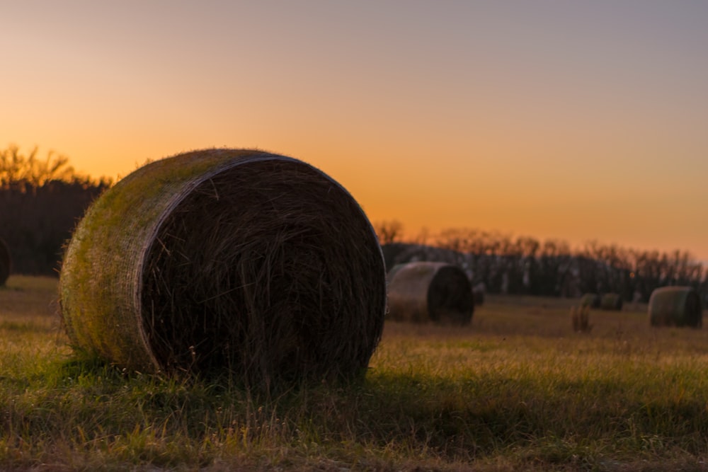 brown hays during golden hour