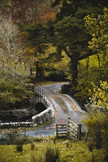 road between plants and trees