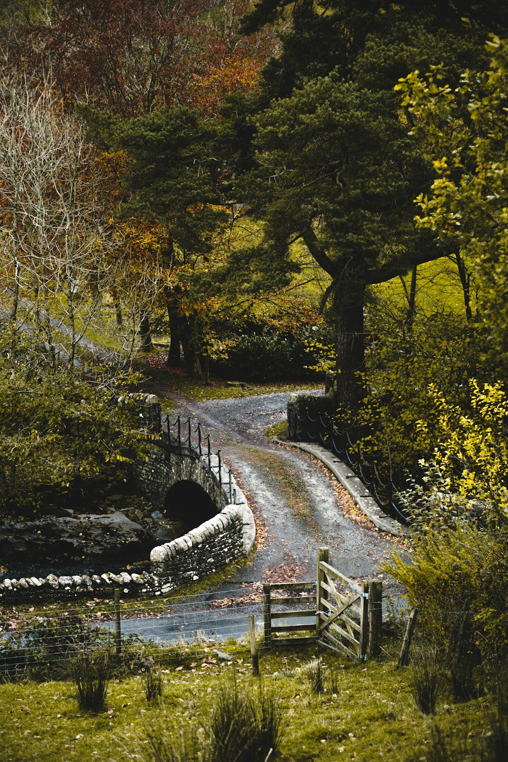 estrada entre plantas e árvores