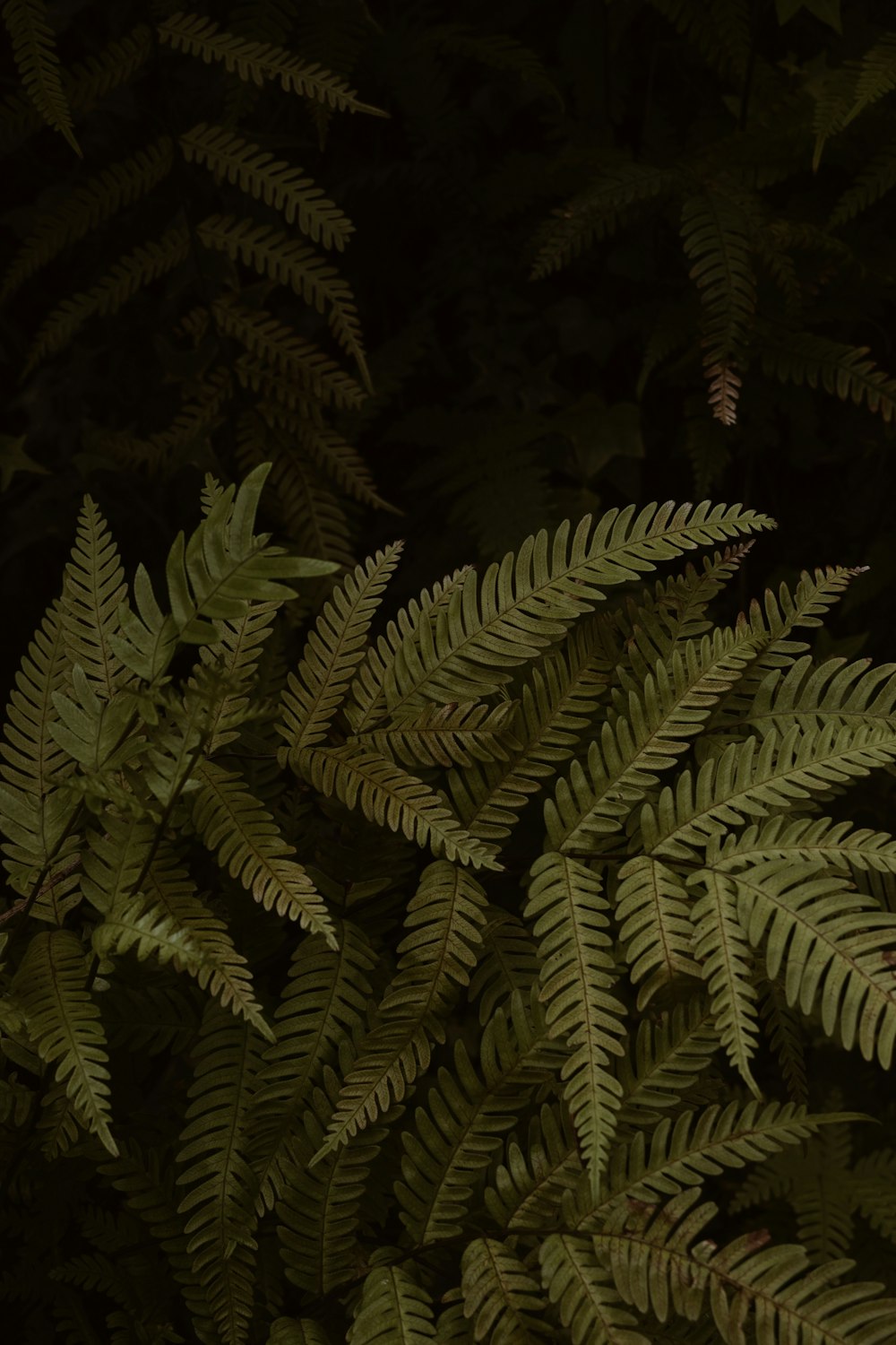 selective focus photography of green fern plant