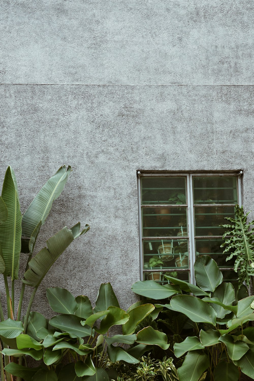 green plants beside window