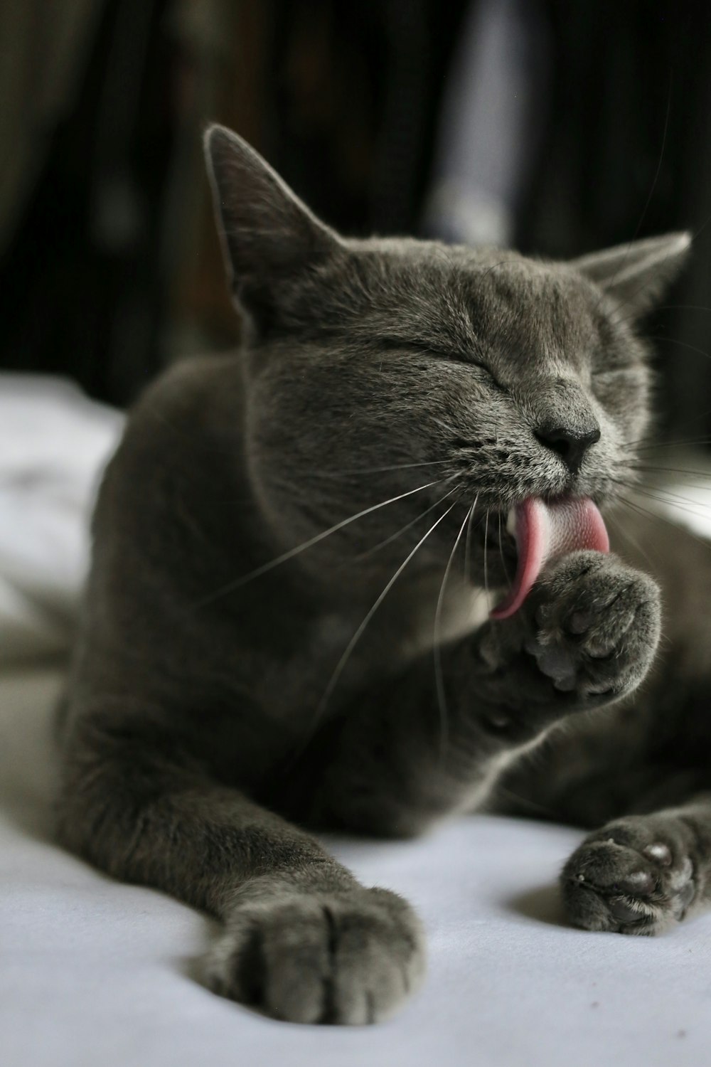 Russian blue cat on white surface