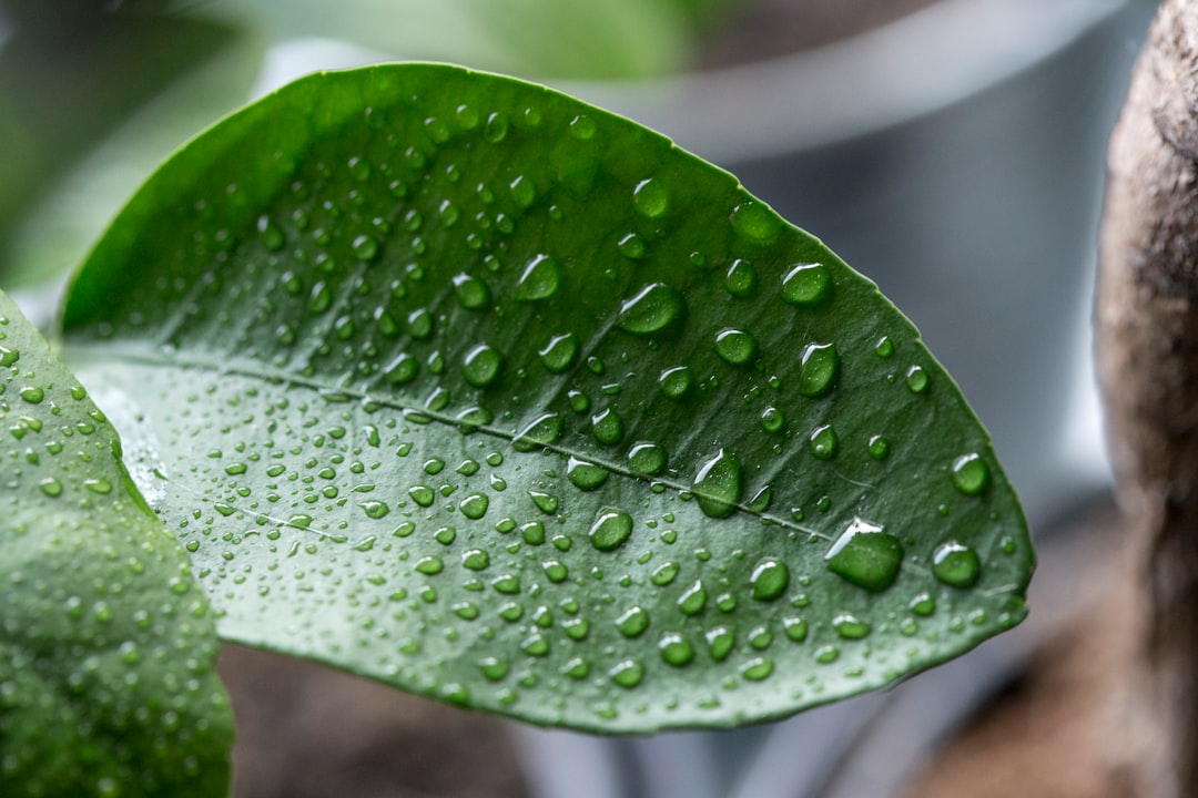 Water droplets on a lemon tree leaf