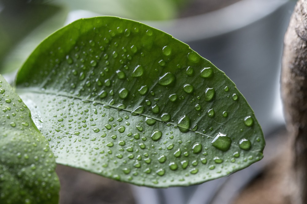 close view of wet leaf