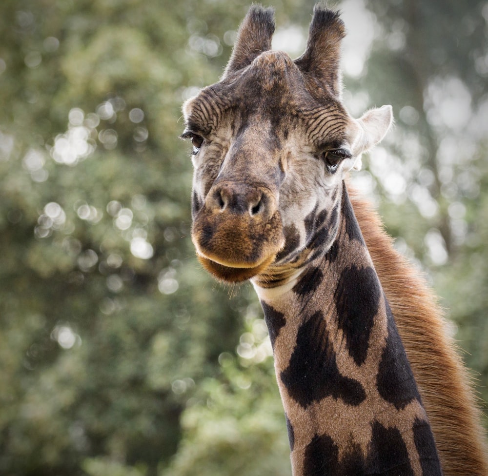 selective focus photography of brown giraffe during daytime