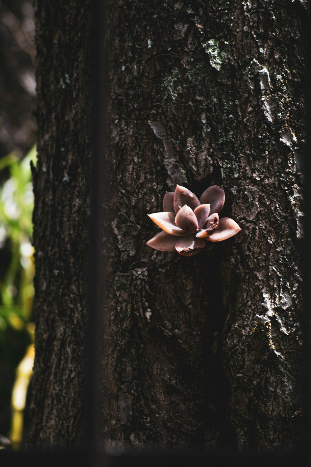 flower on tree trunk