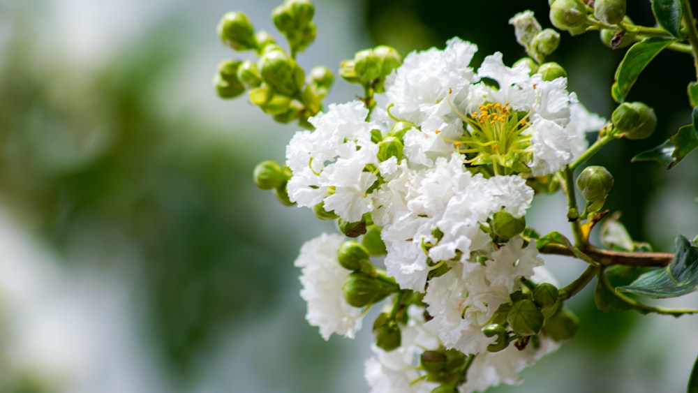 white cluster flowers