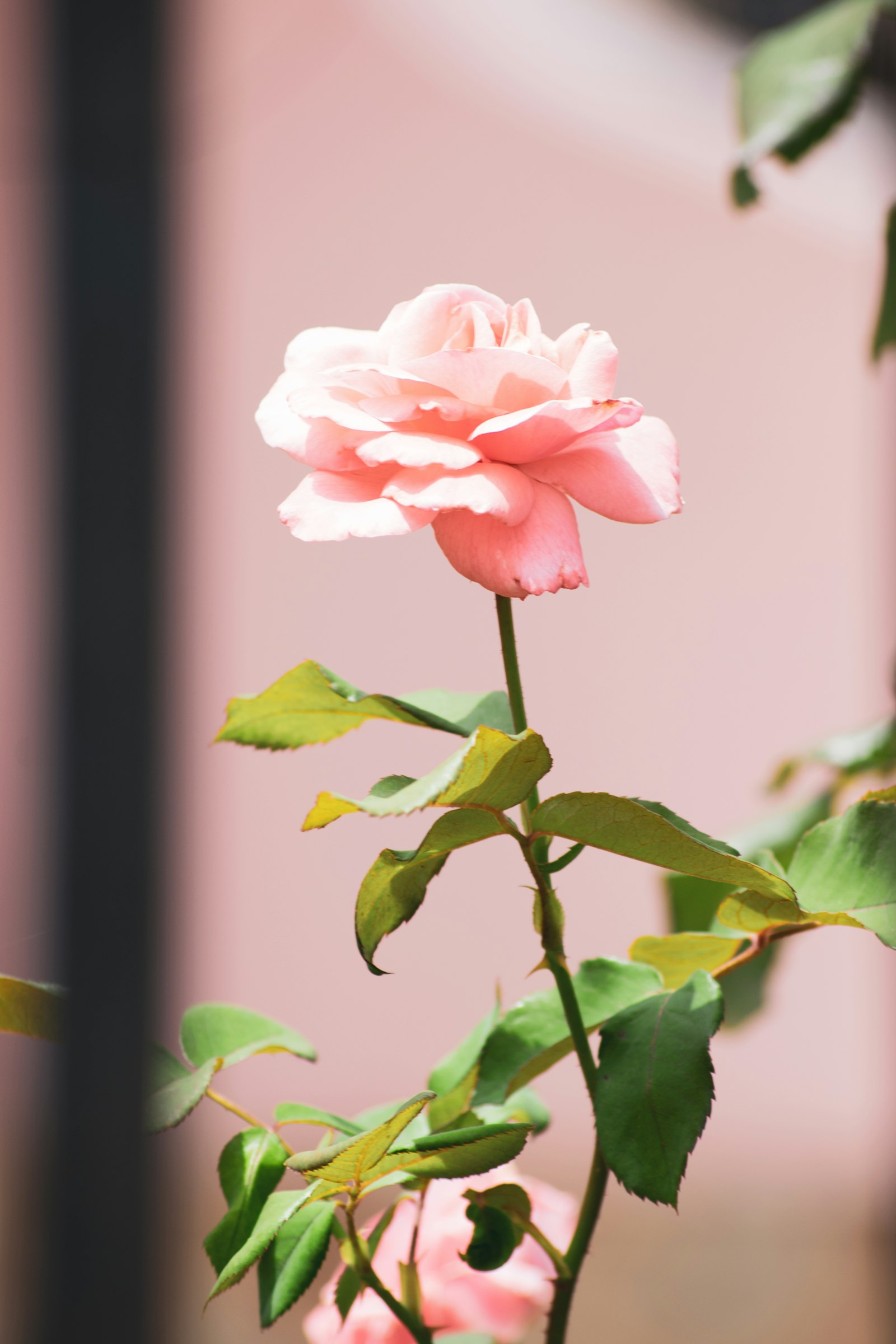 Nikon D5300 + Sigma 70-300mm F4-5.6 APO DG Macro sample photo. Pink rose photography