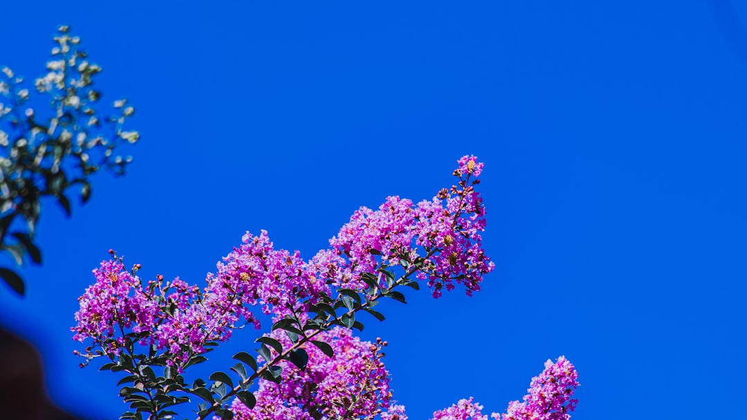 pink cluster flowers under blue sky