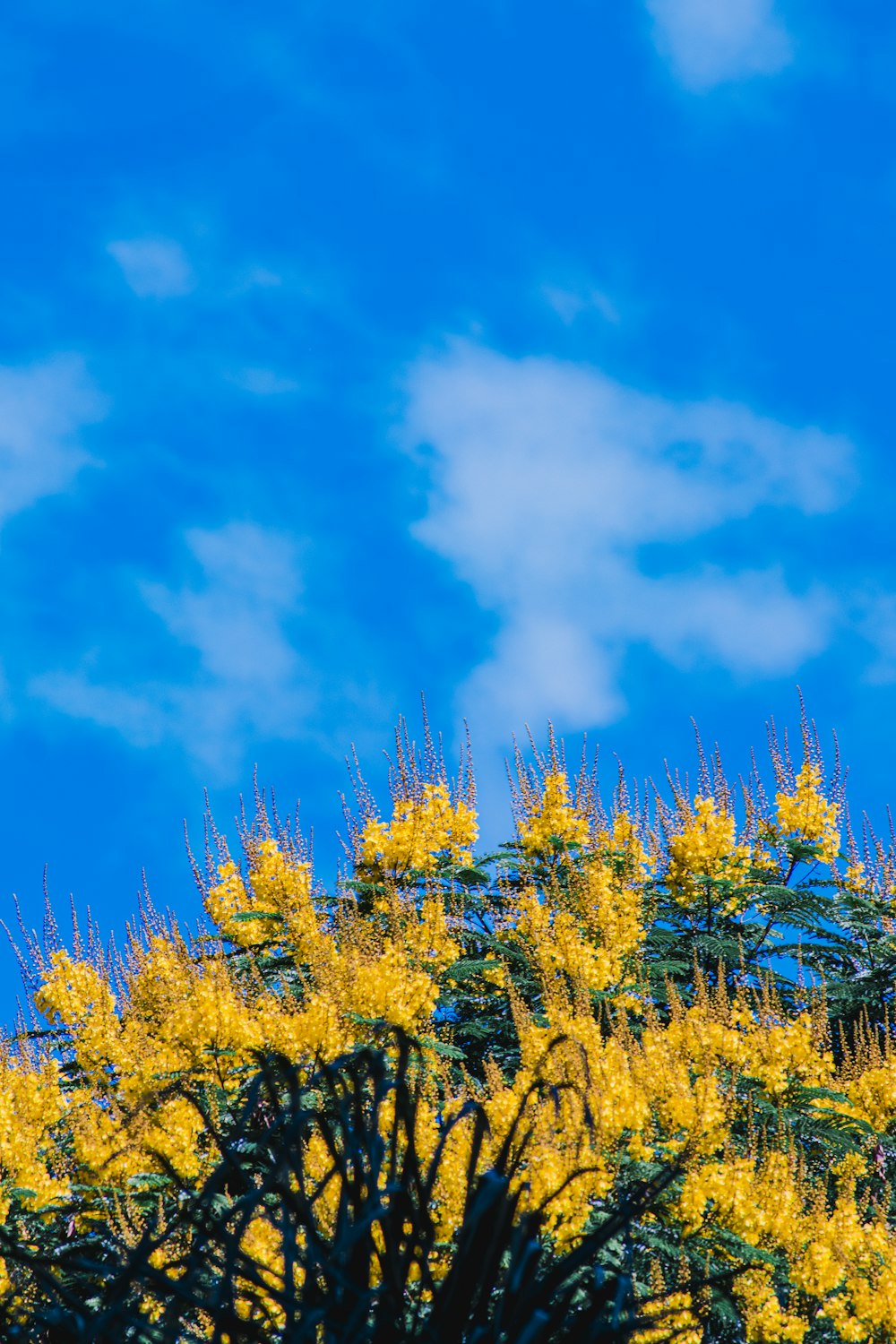 flores amarelas sob o céu azul