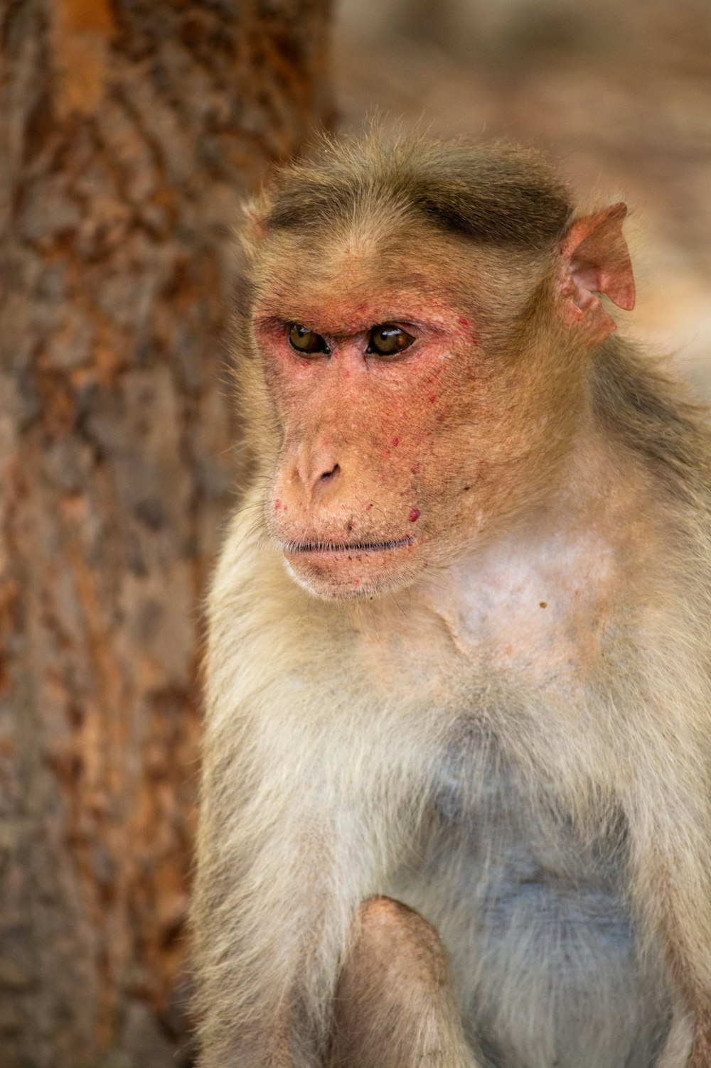 Japanese macaque