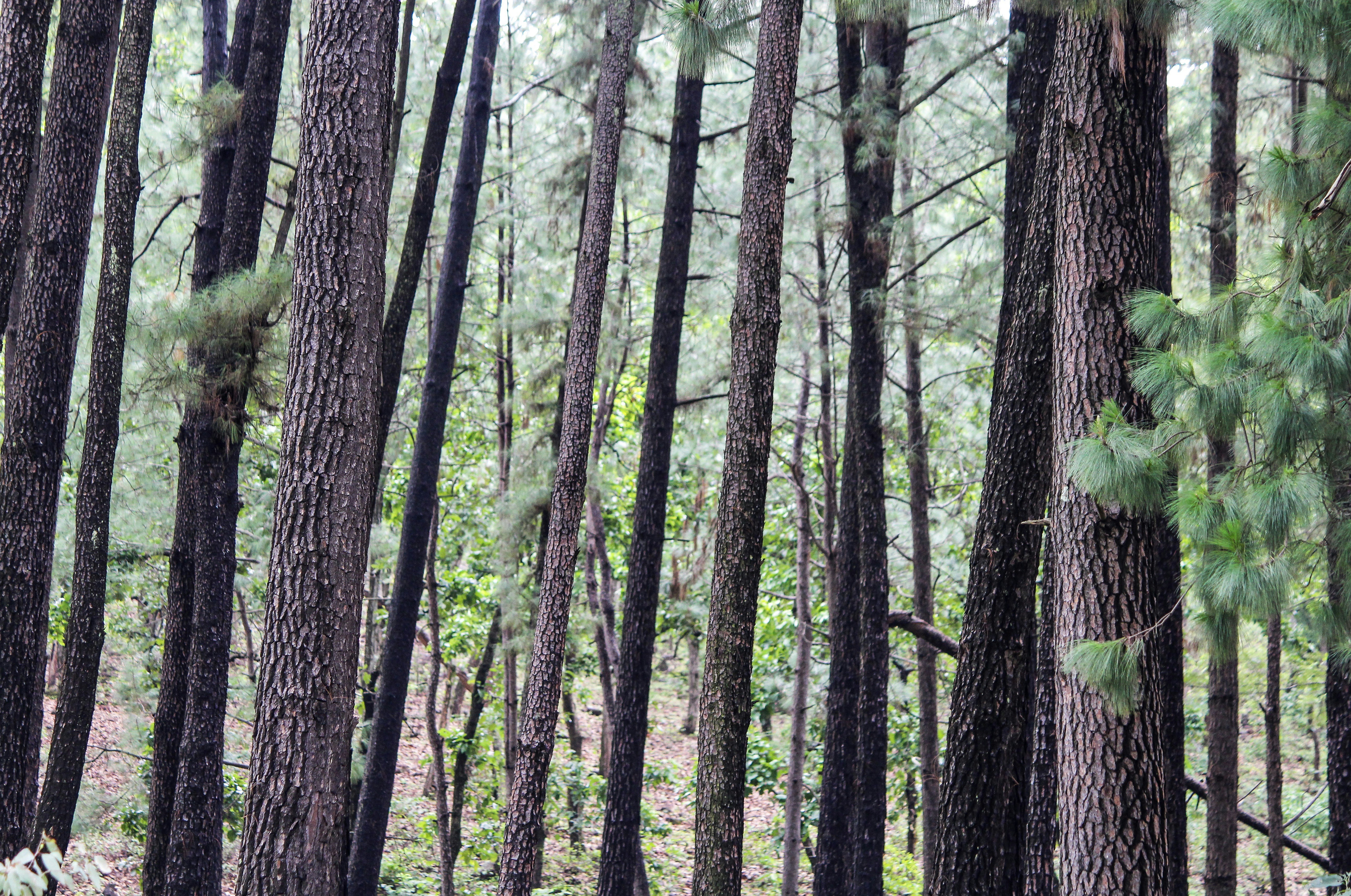 Photo by shashankm19