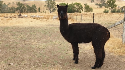 A dark brown alpaca stands on a dry patch of grass in a farm setting. In the background, there are several sheep grazing and trees dotting the hilly, rural landscape. A fence runs along the right side, and there is a pile of logs near the sheep.